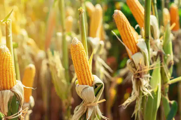 corn, corn field