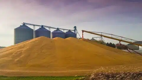 Grain Stocks