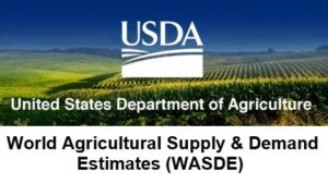WASDE USDA