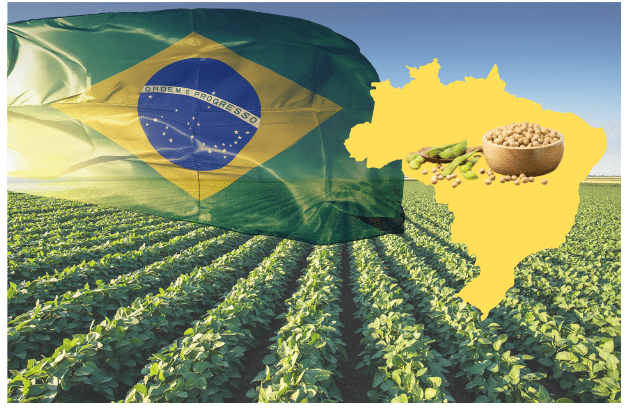 Brazil's Soybeans