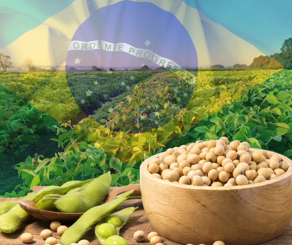 Brazil Soybeans