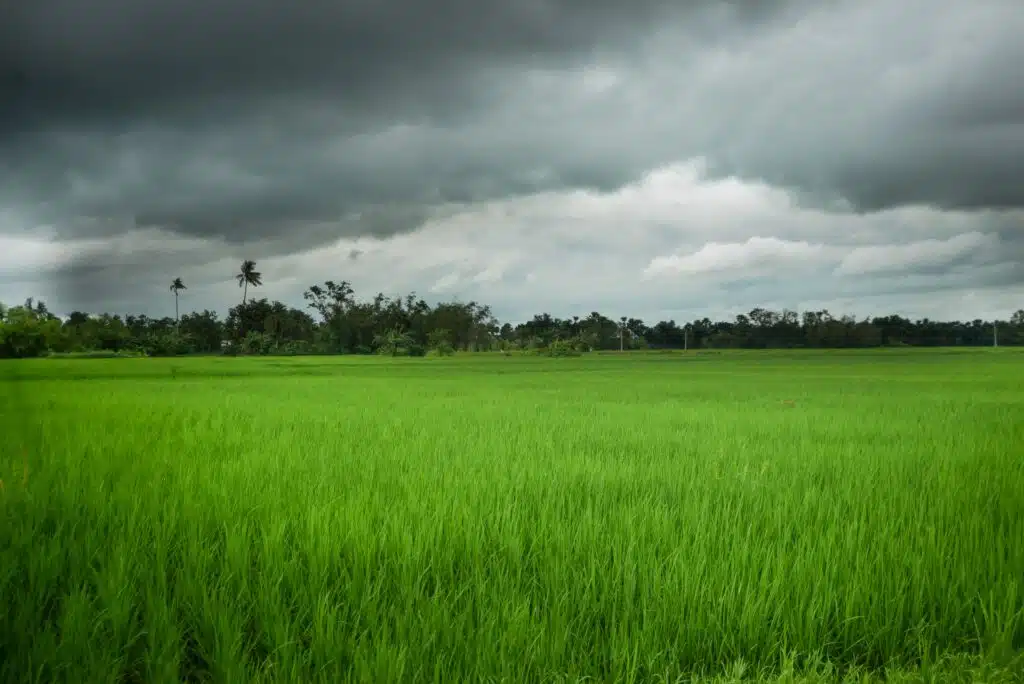 EL NIÑO RISK RISING India Crop Planting Falls Behind