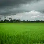 EL NIÑO RISK RISING India Crop Planting Falls Behind